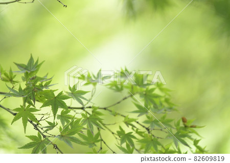 藍葉 藍葉 82609819