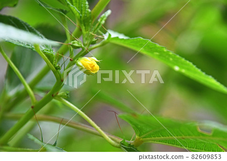 Moroheiya's flower 82609853