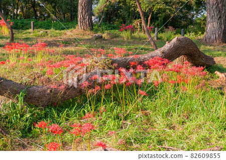 Higanbana Takashima City Katsurahama Garden 82609855