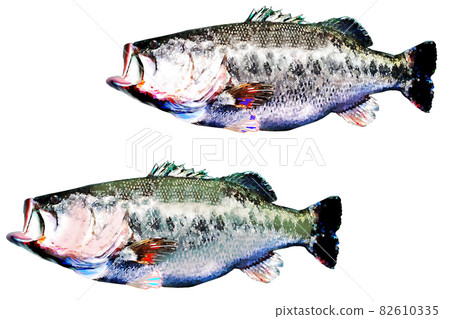Largemouth bass in different colors 82610335