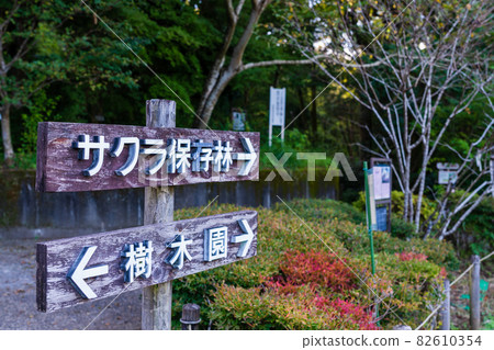 櫻花保護林設施多摩森林科學園 櫻花保護林設施多摩森林科學園 82610354