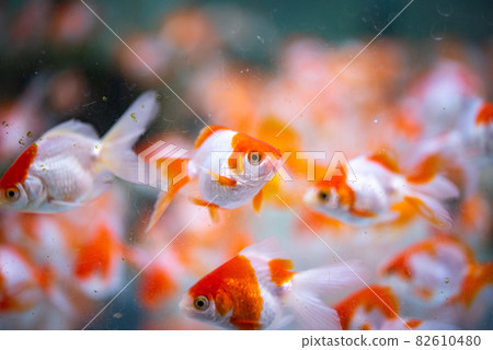 金魚 金魚 82610480