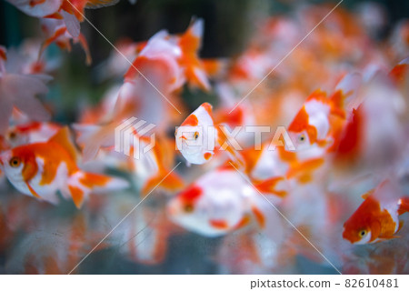 金魚 82610481