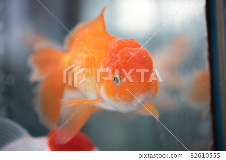 Goldfish   82610555