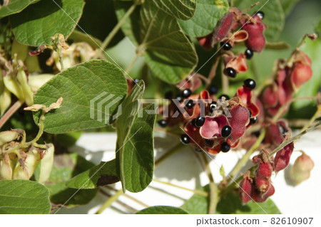 Rhynchosia seeds 82610907