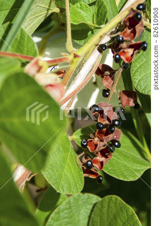 Rhynchosia seeds 82610908