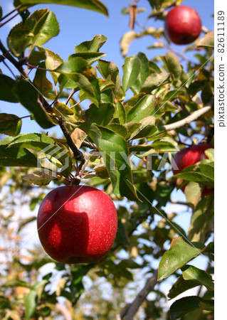 Harvest time apples in Matsukawa Town, Minami Shinshu Harvest time apples in Matsukawa Town, Minami Shinshu 82611189