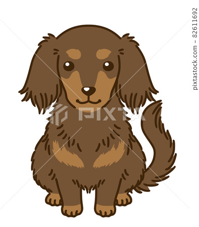 Dachshund (chocotan) Dachshund (chocotan) 82611692