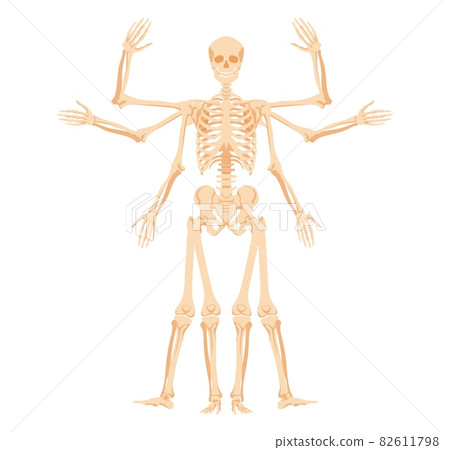 Human skeleton with various gestures. Multiarmed form with stages of raising and lowering arms and legs Human skeleton with various gestures. Multiarmed form with stages of raising and lowering arms and legs 82611798