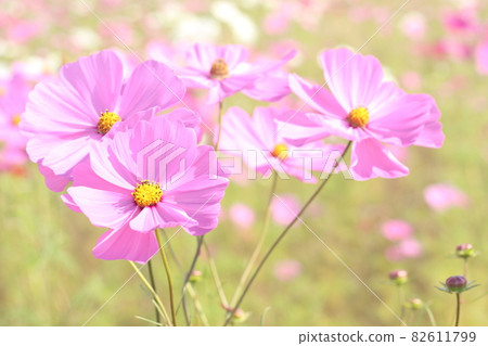 Pink Cosmos 82611799