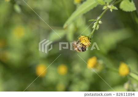 Bee growing honey from flowers 82611894