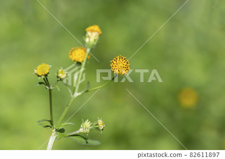 Sticky worm flower (Sendangusa) 82611897