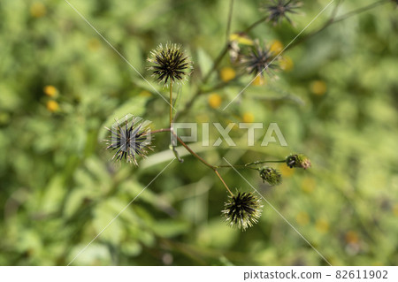 Sticking Musi (Sendangusa) 82611902