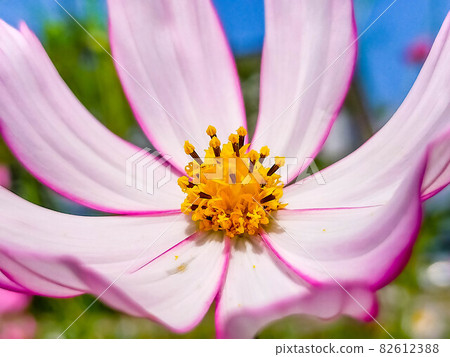 Autumn cherry blossoms under the clear autumn weather 82612388