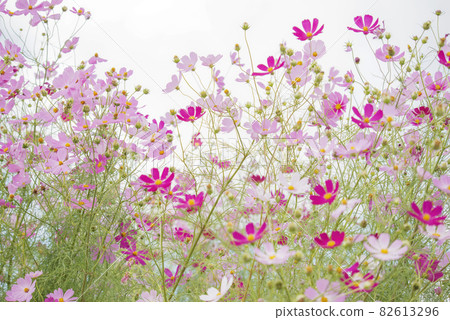  Cosmos field 82613296