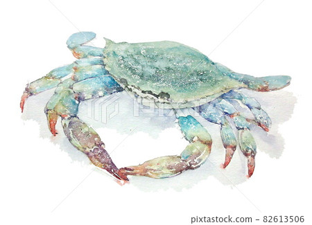 Gazami crab, hand-painted watercolor 82613506