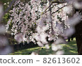 垂枝櫻花 82613602