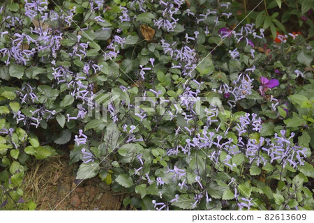 Plectranthus 82613609