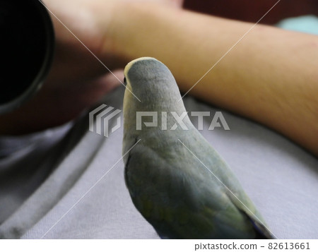 愛情鸚鵡 82613661