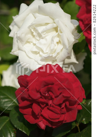 Red and white roses blooming side by side Red and white roses blooming side by side 82614222