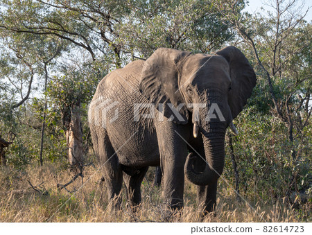 一頭非洲大象透過大草原的灌木叢看 一頭非洲大象透過大草原的灌木叢看 82614723