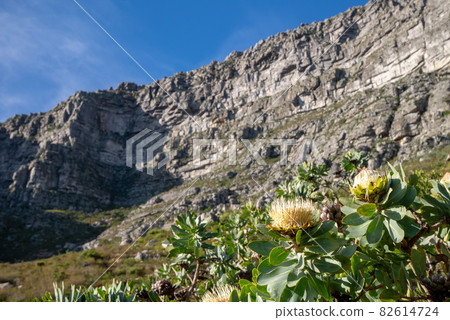 原產於非洲的野草（枕形），在陡峭的岩石表面開花 82614724