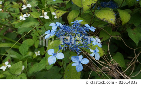 藍色繡球花 82614832