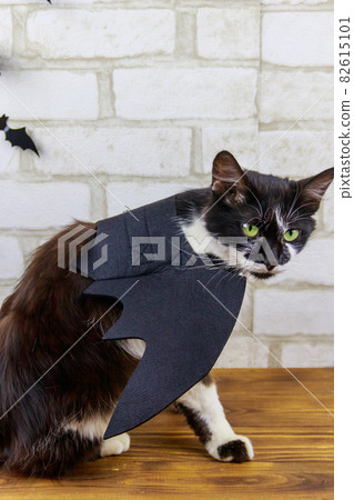 Beautiful cat wearing in Halloween bat costume Beautiful cat wearing in Halloween bat costume 82615101