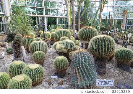 Kawaguchi City Green Center Cactus in a large greenhouse Kawaguchi City Green Center Cactus in a large greenhouse 82615289