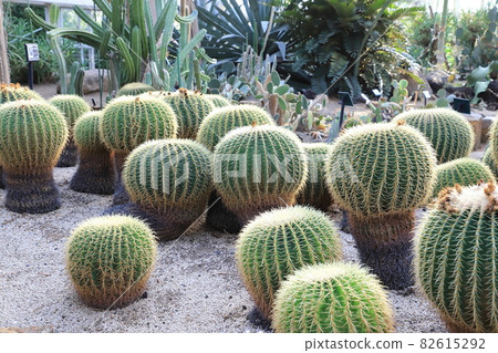 Kawaguchi City Green Center Cactus in a large greenhouse Kawaguchi City Green Center Cactus in a large greenhouse 82615292