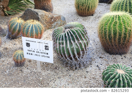 大溫室內的川口市綠色中心仙人掌 82615293