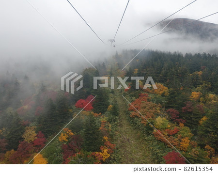 秋葉黃葉棗 秋葉黃葉棗 82615354