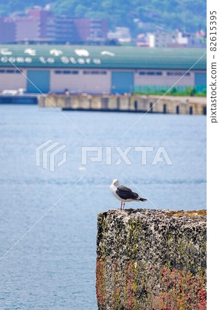 Seagull Seagull 82615395