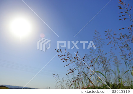 Johnsongrass, blue sky and sun Johnsongrass, blue sky and sun 82615519