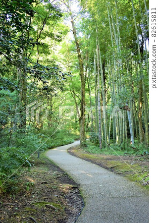 Promenade in the bamboo grove 82615811