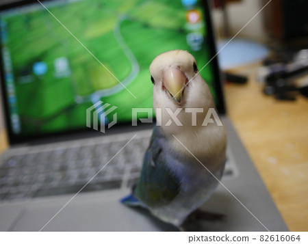 Love parrot 82616064