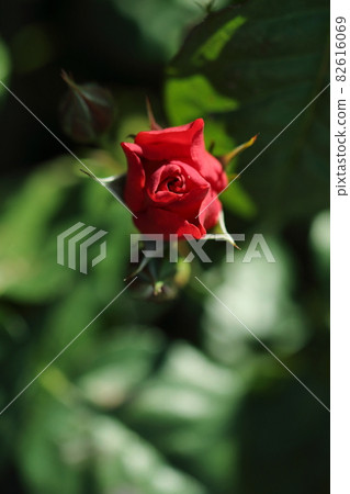 Crimson roses and buds Crimson roses and buds 82616069