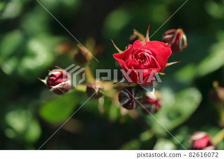 深紅色的玫瑰和花蕾 深紅色的玫瑰和花蕾 82616072