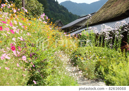 Kayabuki no Sato Cosmos Kayabuki no Sato Cosmos 82616088