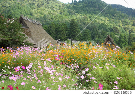 Kayabuki no Sato Cosmos Kayabuki no Sato Cosmos 82616096