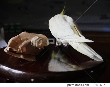 玄鳳 玄鳳 82616148