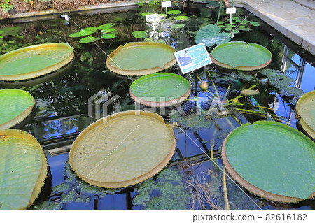 Kawaguchi City Green Center Paraguaioni Bus 82616182