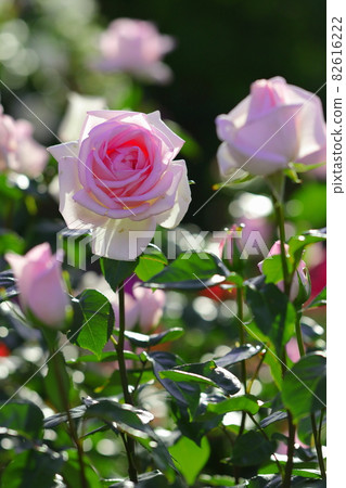 Pink rose Pink rose 82616222