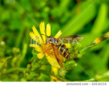 Autumn breeze, sowthistle, flower 虻, and nectar Autumn breeze, sowthistle, flower 虻, and nectar 82616318