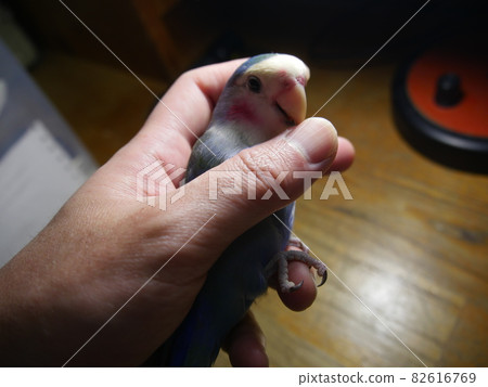 Love parrot Love parrot 82616769