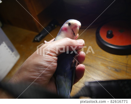 愛情鸚鵡 愛情鸚鵡 82616771