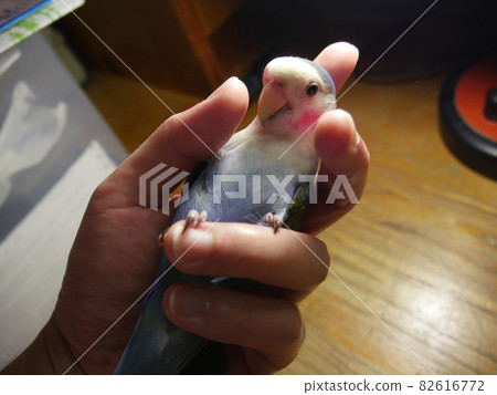 愛情鸚鵡 愛情鸚鵡 82616772