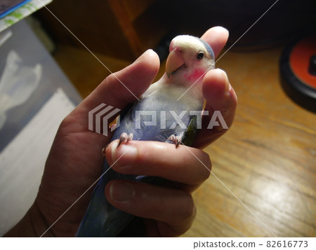 愛情鸚鵡 愛情鸚鵡 82616773