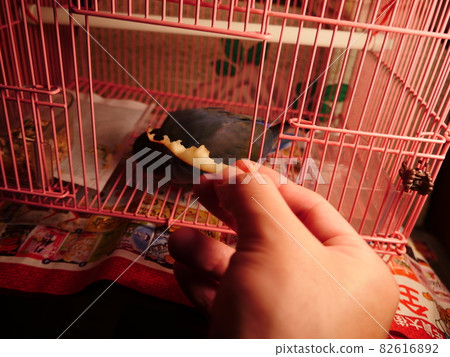 Love parrot 82616892