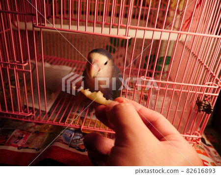 愛情鸚鵡 82616893